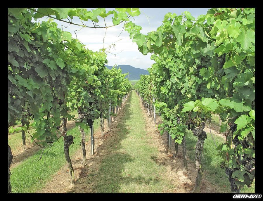 Gaestehaus Weingut Glas Neustadt an der Weinstraße Exterior foto